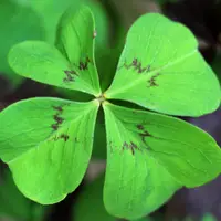 amuleto de la suerte