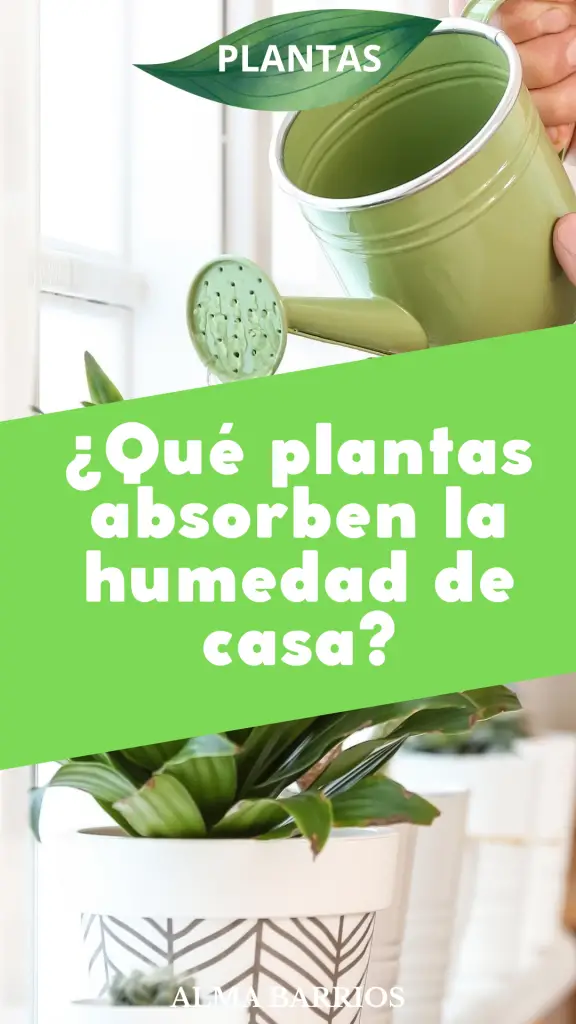 ¿Qué plantas absorben la humedad de casa?