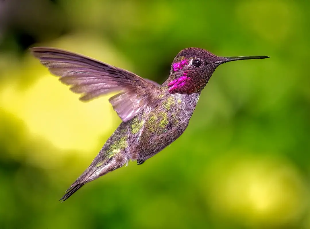 colibrí en el feng shui