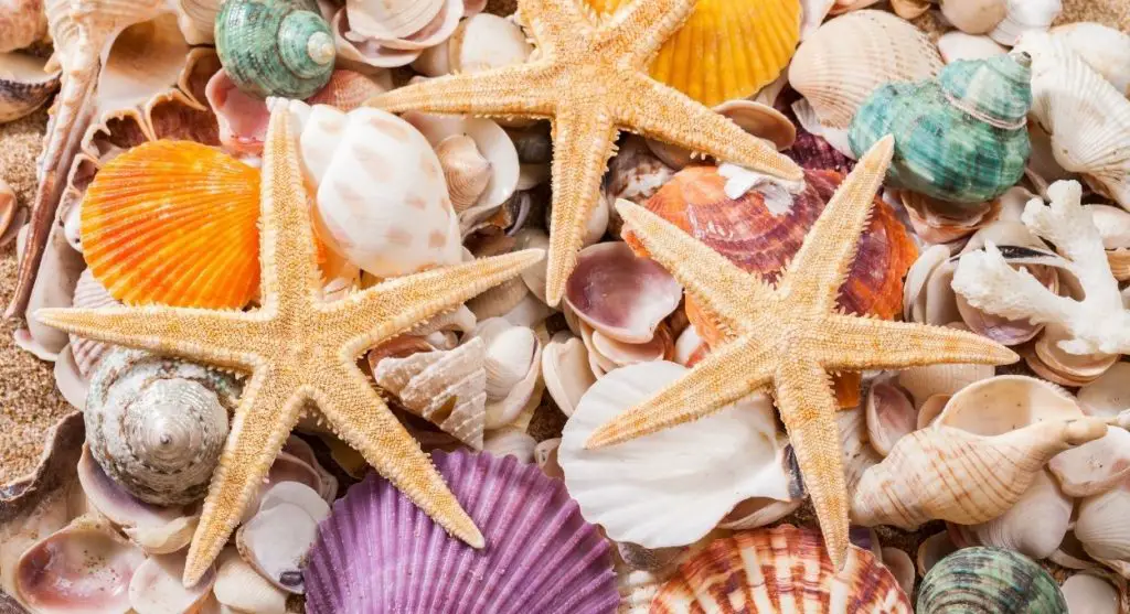 significado espiritual de las conchas marinas