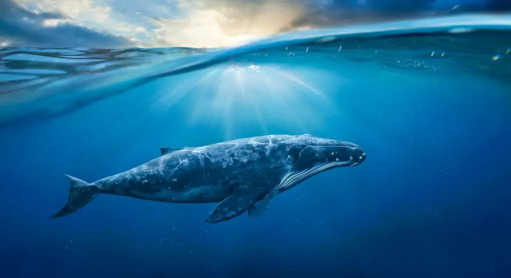 significado de soñar con una ballena
