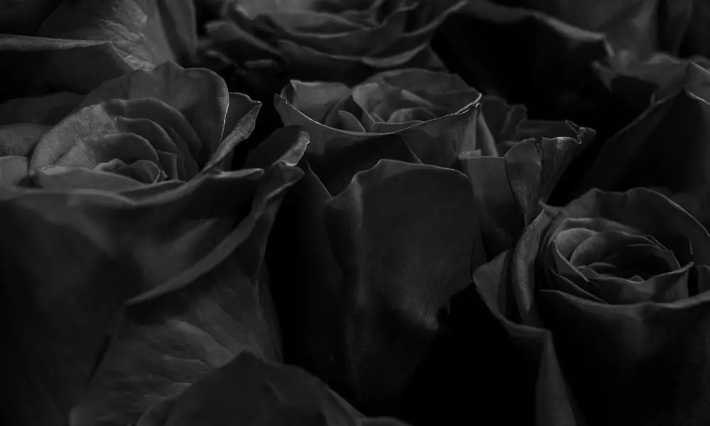 11 Significados espirituales de la rosa negra: En las relaciones y el amor  - Belleza estética