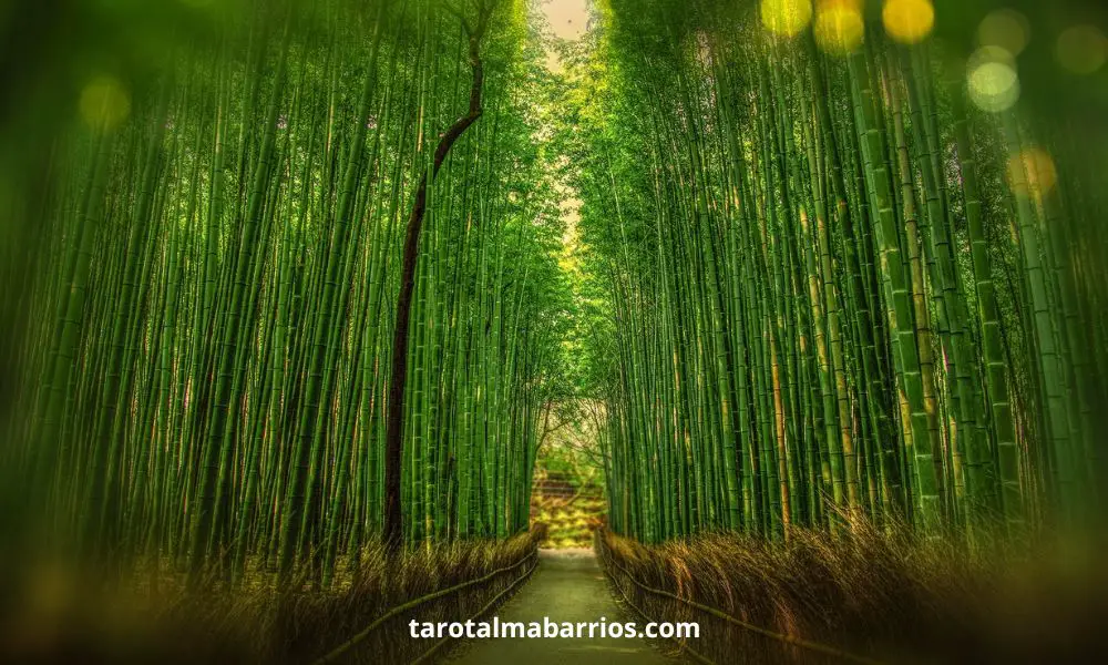 11 Significados espirituales y simbolismos de la planta de bambú