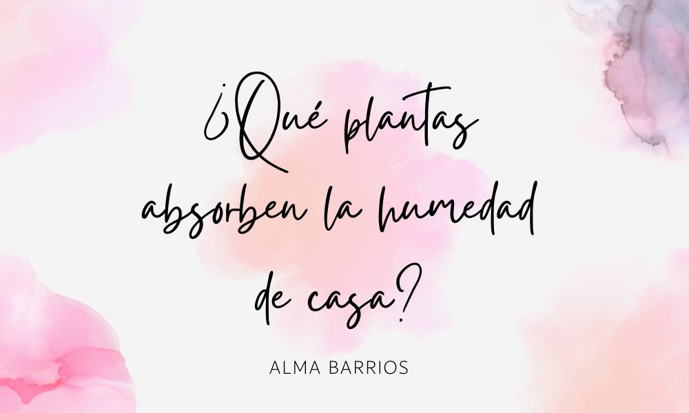 ¿Qué plantas absorben la humedad de casa?