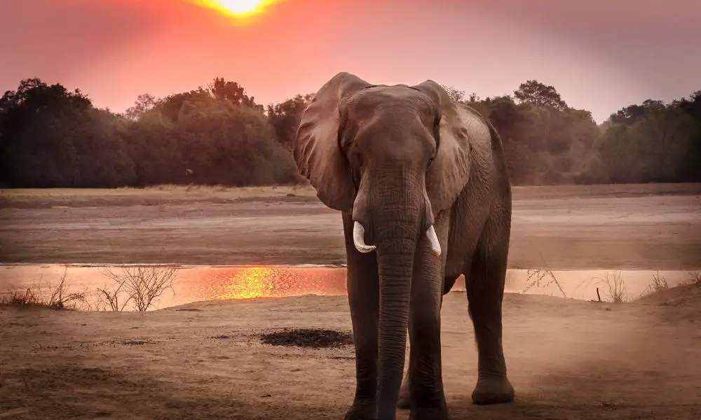 El elefante como animal de poder