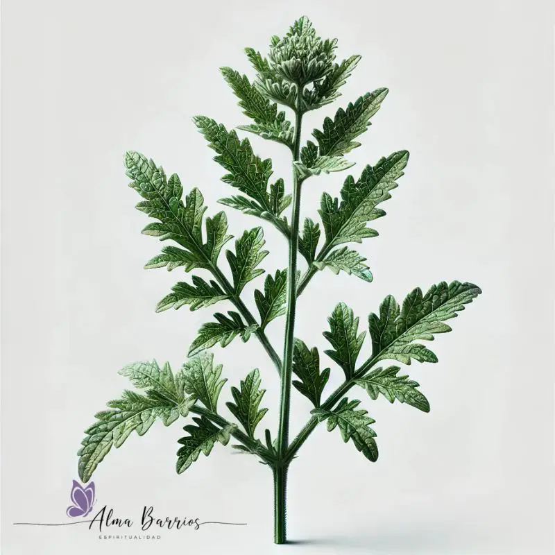 Verbena El Secreto Mágico para Transformar tu Energía y tu Hogar