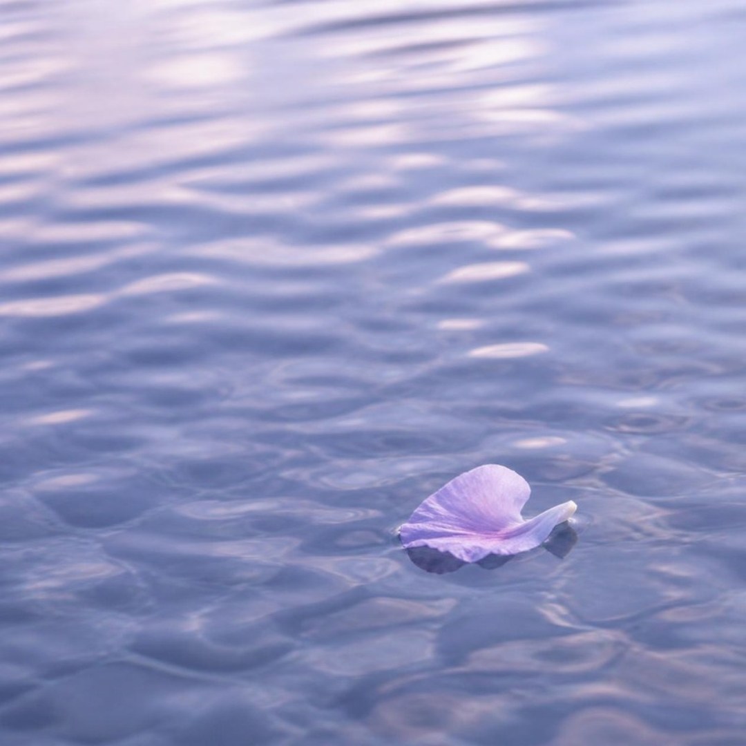 Agua tranquila con un pétalo lila